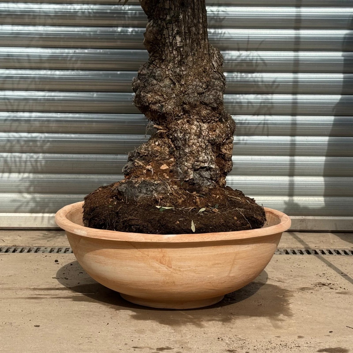 Terracotta Tuscan Pots | Terracotta Bowl | 80cm Diameter 5 Terracotta Tuscan Pots | Terracotta Bowl | 80cm Diameter - Image 3