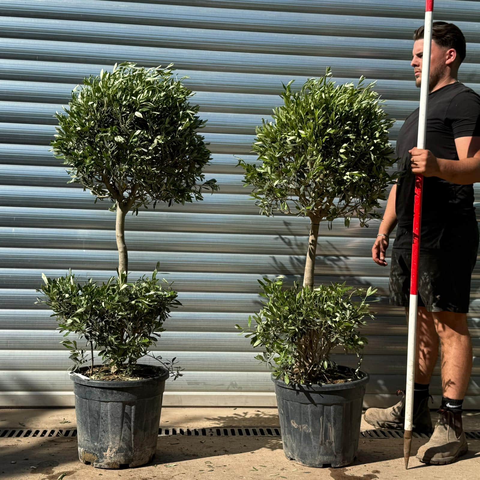 Olive Trees | Shaped Olive Trees | DUO