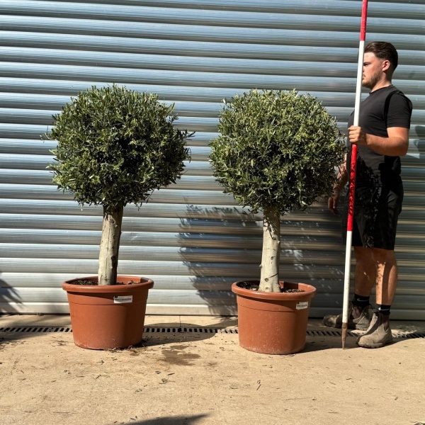 Olive Trees | Clipped Olive Trees | DUO