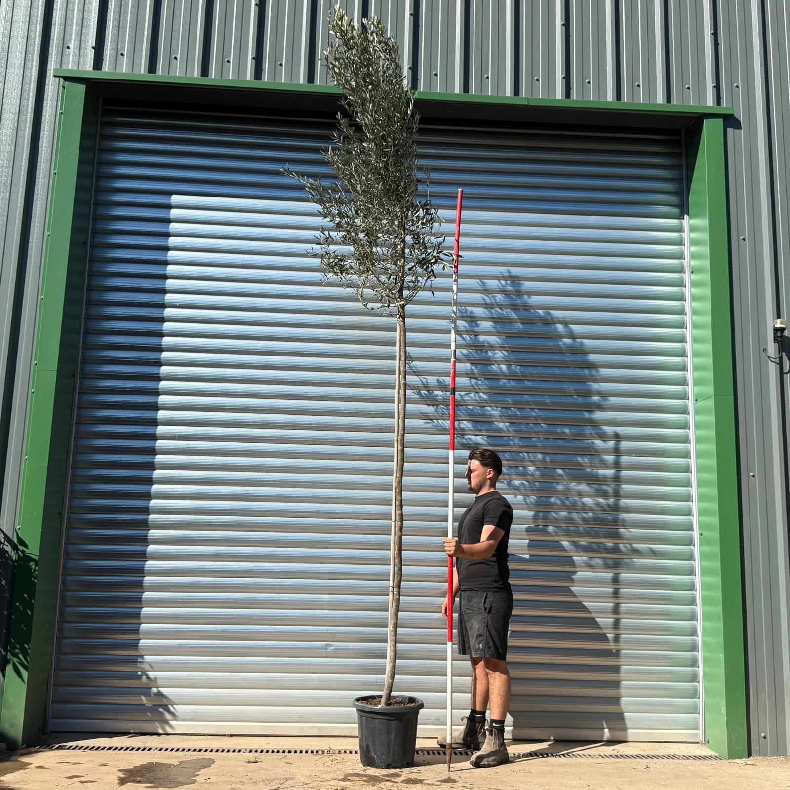 Olive Trees | Pleached Olive Trees | High Trunk