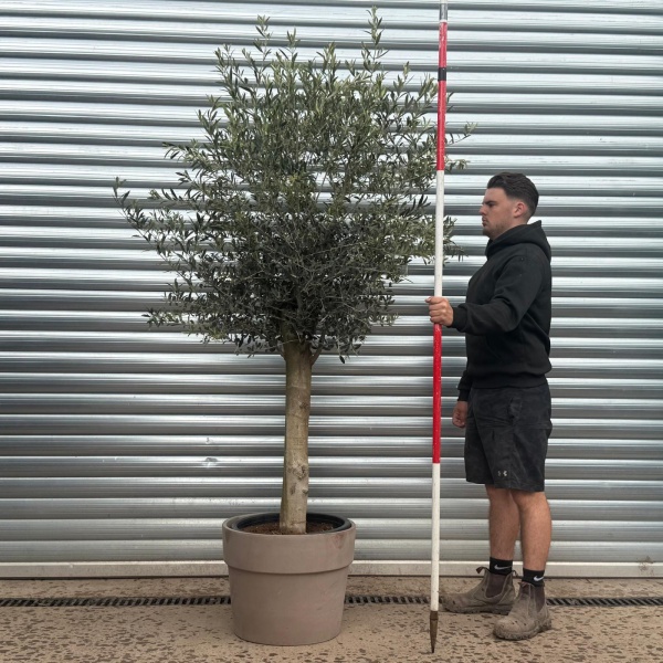 The Beautiful Sorrento Extra Mature Olive Fruit Tree Specimen with our Grey 50cmTerracotta Pot (V)