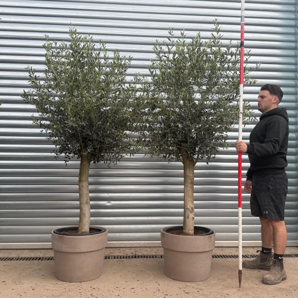 The Beautiful Sorrento DUO Extra Mature Olive Fruit Tree Specimen with our Grey 50cm Terracotta Pot (V)
