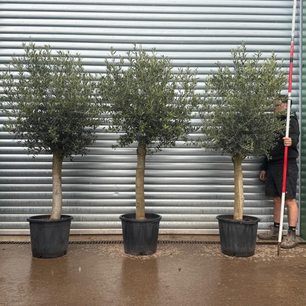 The Beautiful Sorrento TRIO Extra Mature Olive Fruit Tree Specimens