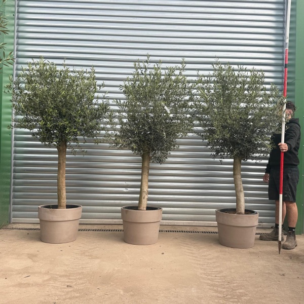 The Beautiful Sorrento TRIO Extra Mature Olive Fruit Tree Specimen with our Grey 50cm Terracotta Pot (V) (Copy)