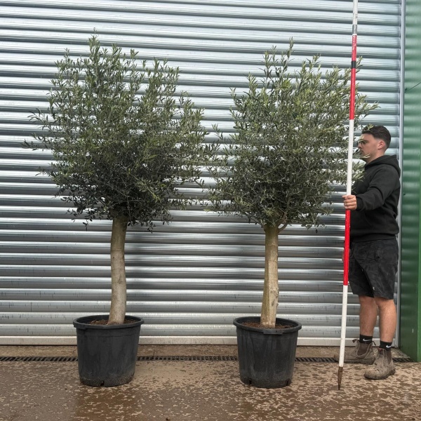 The Beautiful Sorrento DUO Extra Mature Olive Fruit Tree Specimens