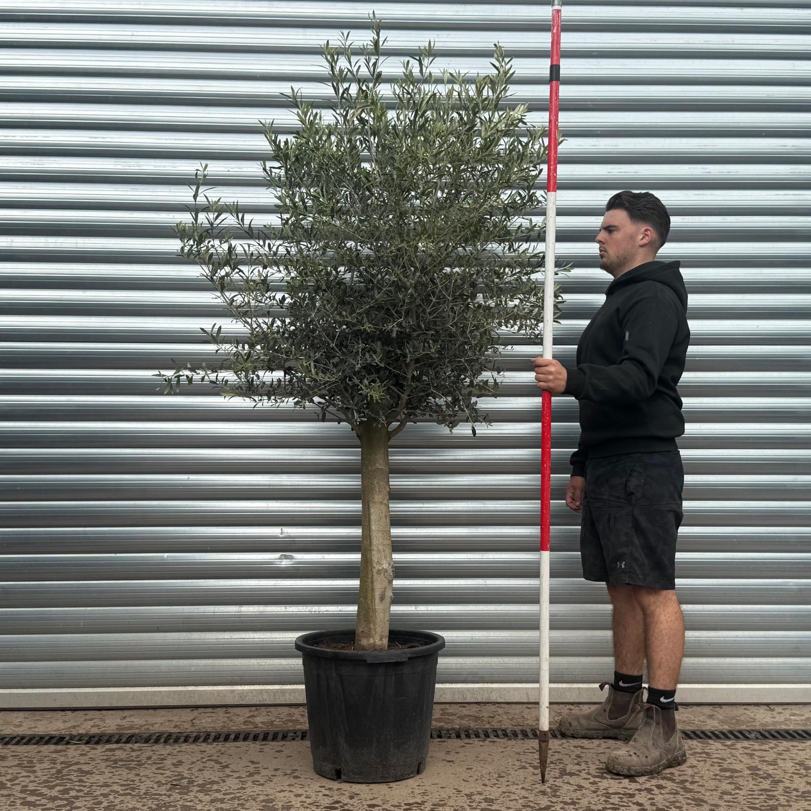Olive Trees | Mature Olive Trees | Bulk Order x 10 specimens 1 Olive Trees | Mature Olive Trees | Bulk Order x 10 specimens