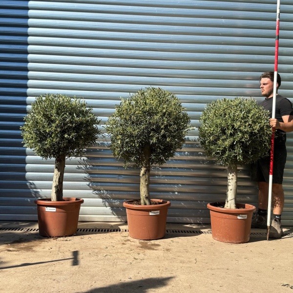 Olive Trees | Clipped Olive Trees | TRIO
