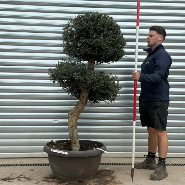 Olive Trees | Clipped Olive Trees | 22182