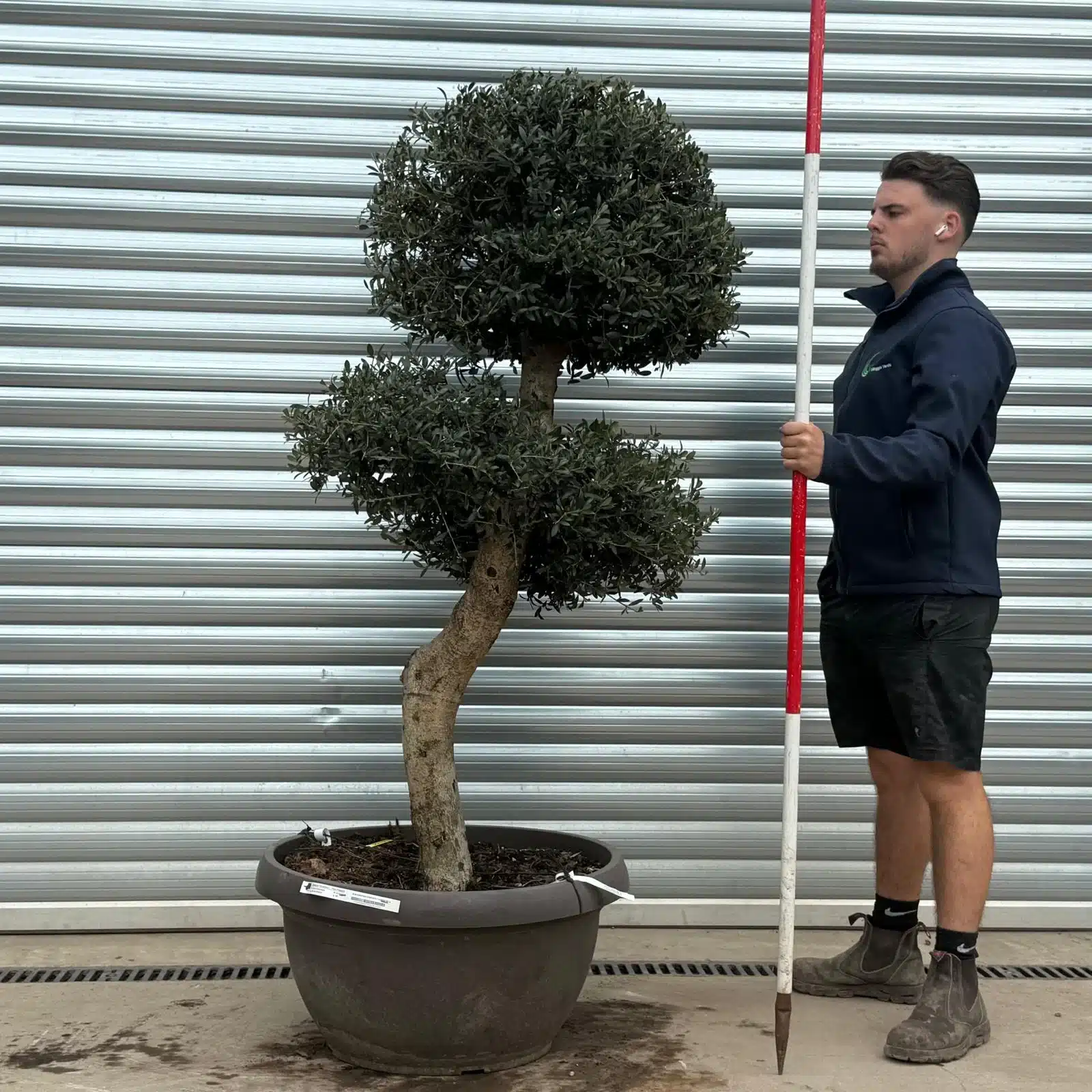 Olive Trees | Clipped Olive Trees | 22182 1 Olive Trees | Clipped Olive Trees | 22182
