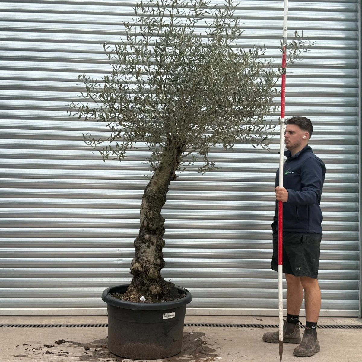 Olive Trees | Gnarly Olive Trees | 22225