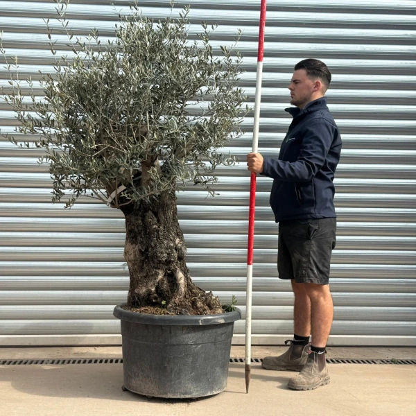 Olive Trees | Gnarly Olive Trees | 22269