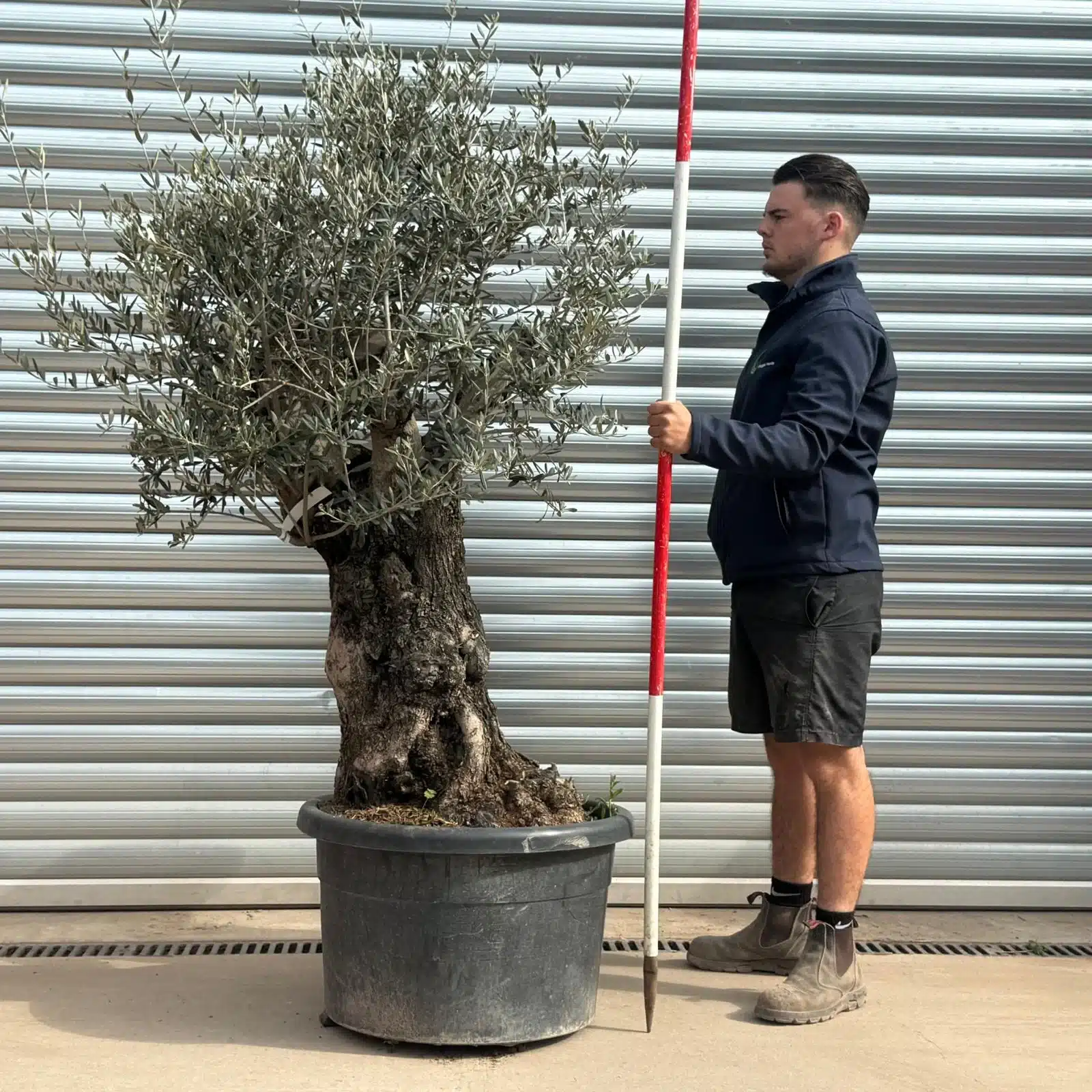 Olive Trees | Gnarly Olive Trees | 22269