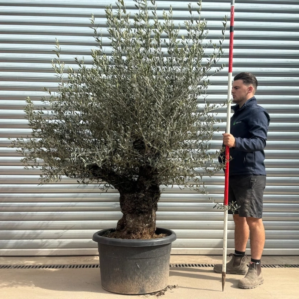 Olive Trees | Gnarly Olive Trees | 22270