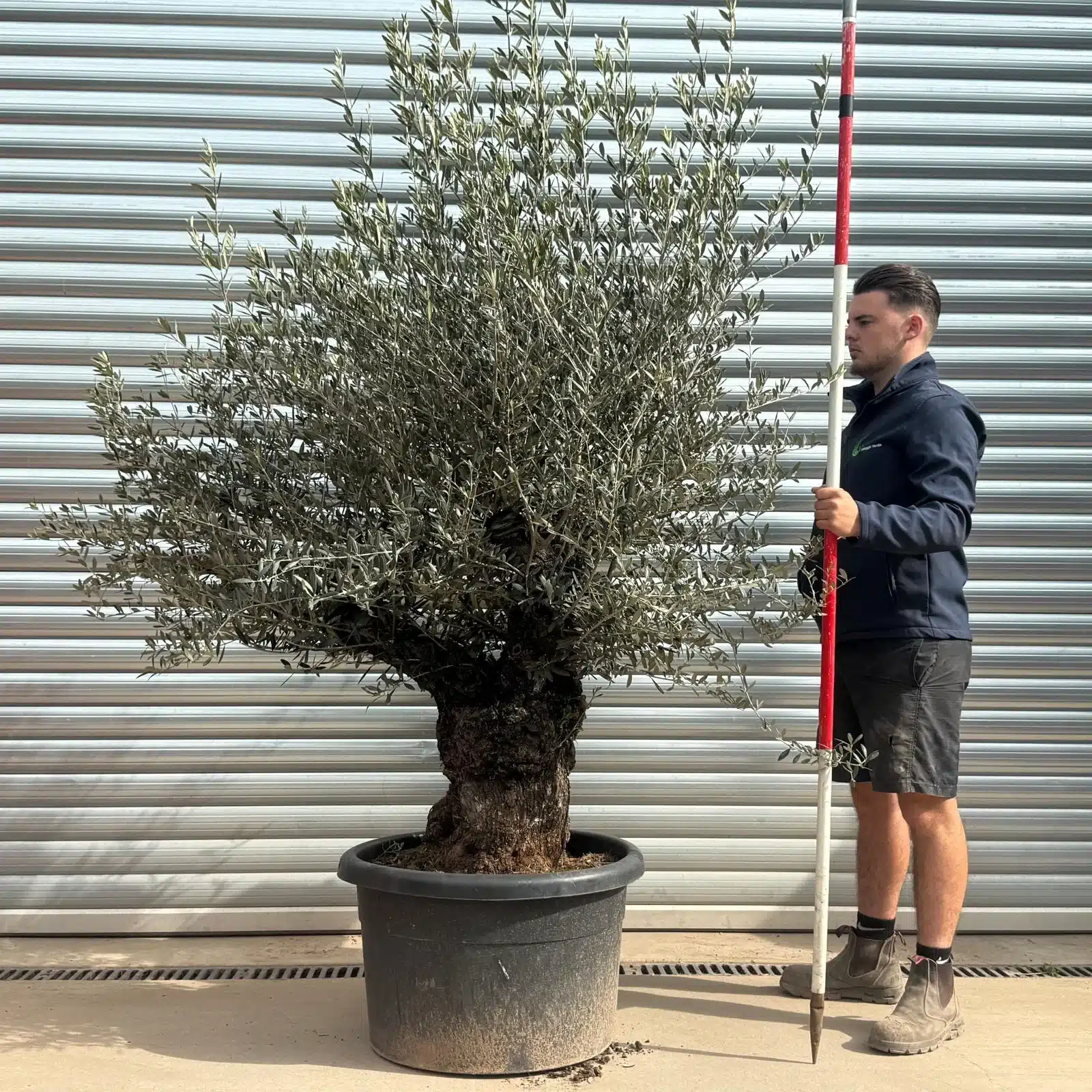 Olive Trees | Gnarly Olive Trees | 22270