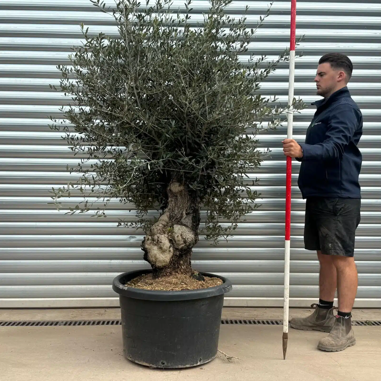 Olive Trees | Gnarly Olive Trees | 22271