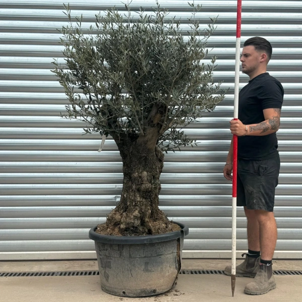 Olive Trees | Gnarly Olive Trees | 22272