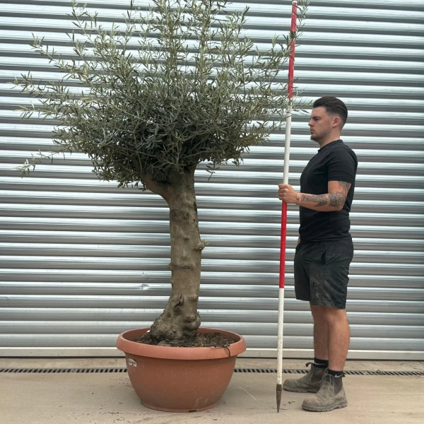 Olive Trees | Branched Olive Trees | 22274