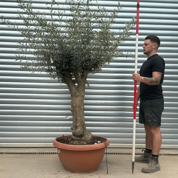 Olive Trees | Branched Olive Trees | 22276