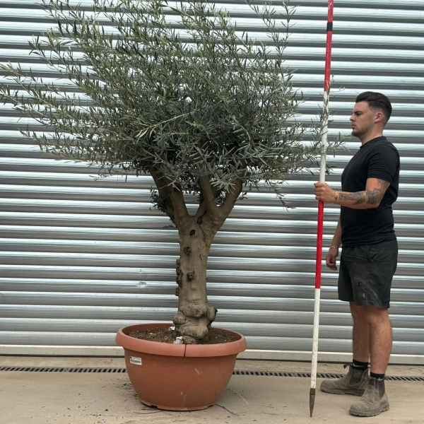 Olive Trees | Branched Olive Trees | 22277