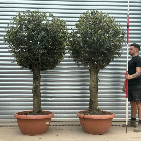 Olive Trees | Clipped Olive Trees | DUO 22278 79