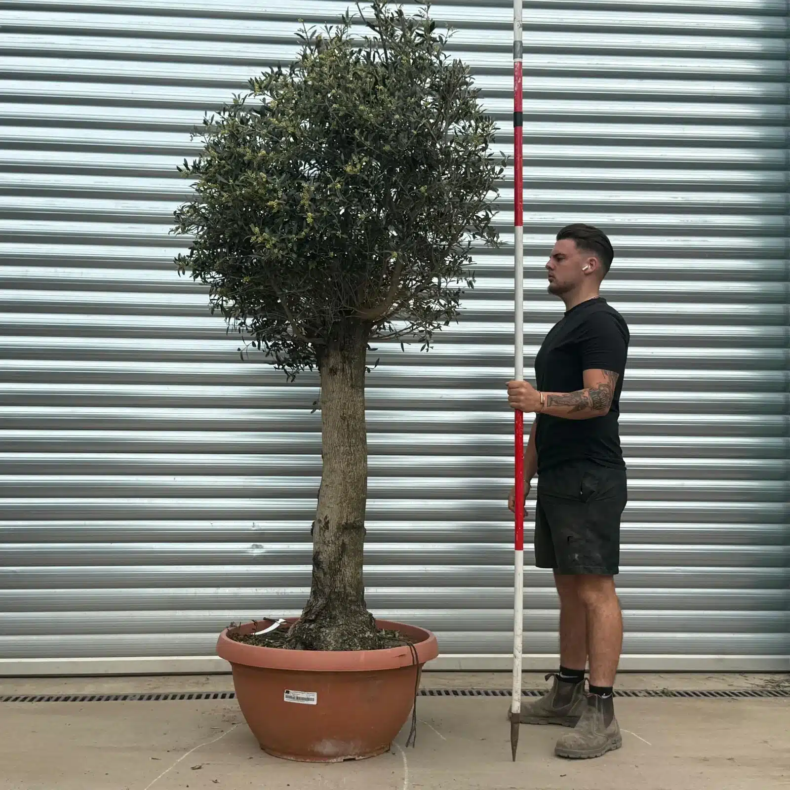 Olive Trees | Clipped Olive Trees | 22280