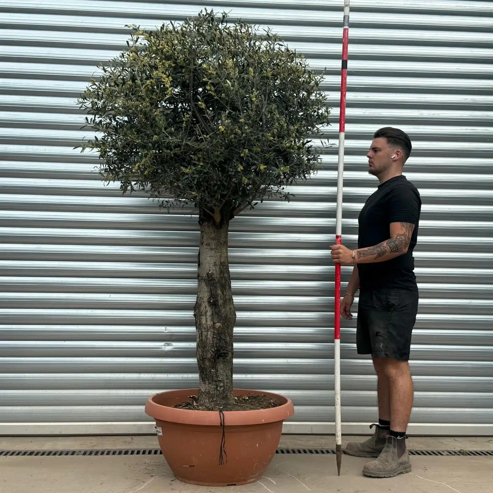 Olive Trees | Clipped Olive Trees | 22281