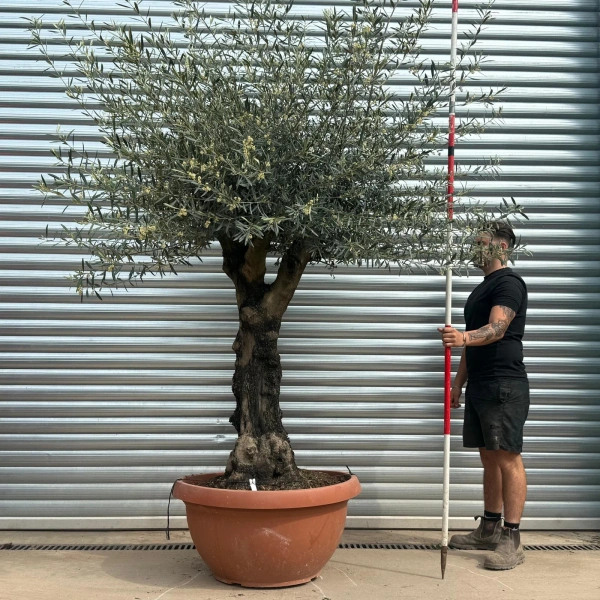 Olive Trees | Gnarly Branched Olive Trees | 22282