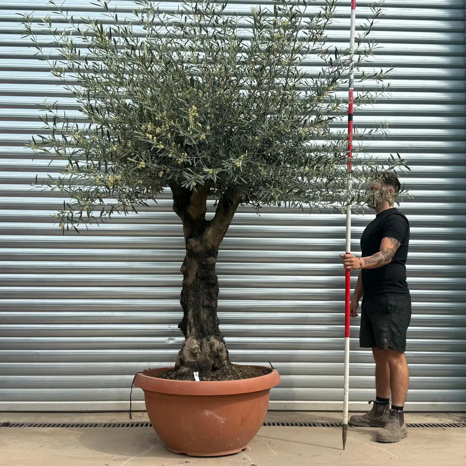 Olive Trees | Gnarly Branched Olive Trees | 22282