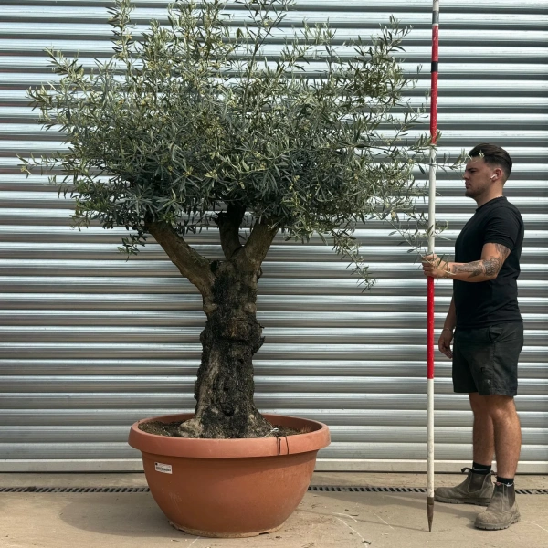 Olive Trees | Gnarly Branched Olive Trees | 22283