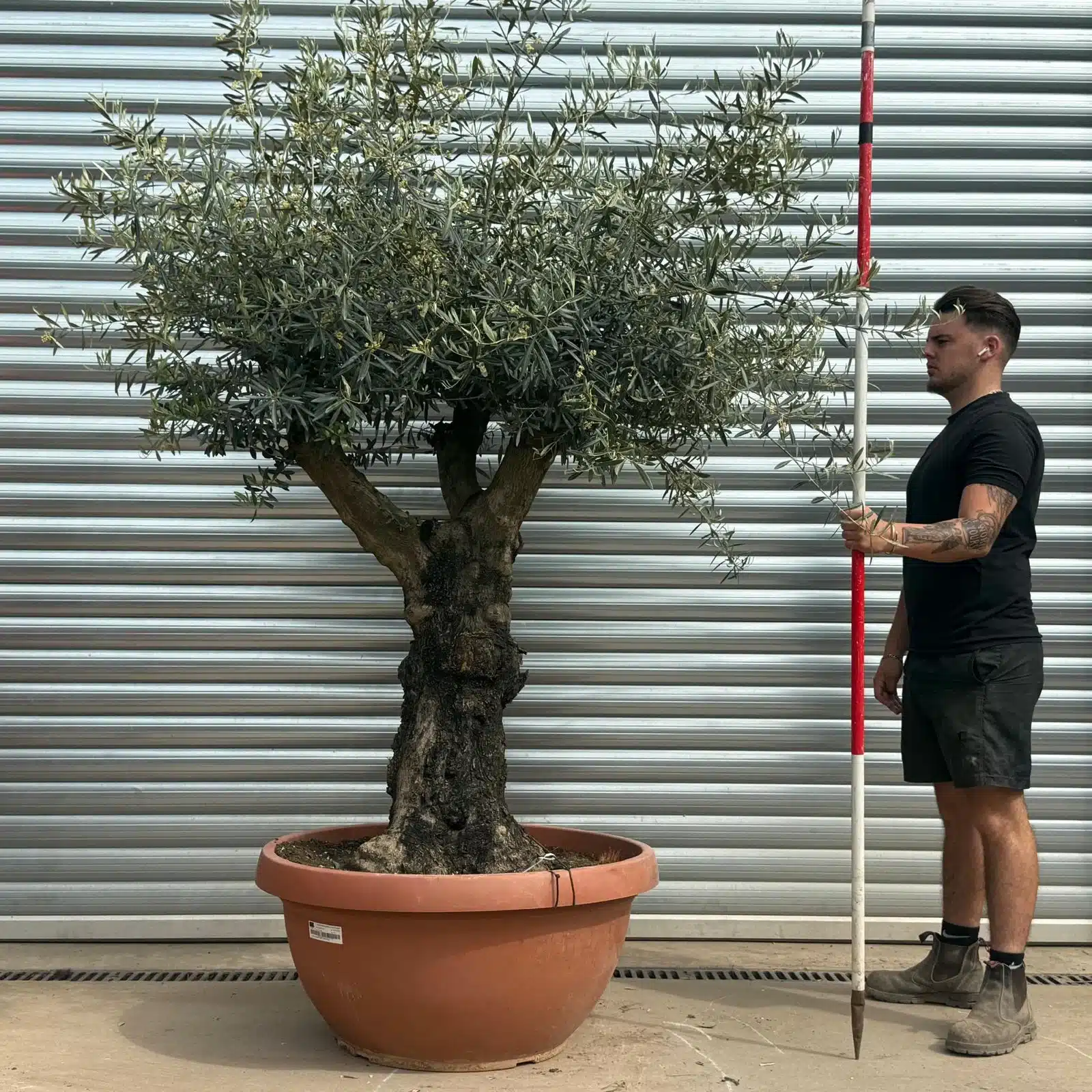 Olive Trees | Gnarly Branched Olive Trees | 22283 1 Olive Trees | Gnarly Branched Olive Trees | 22283