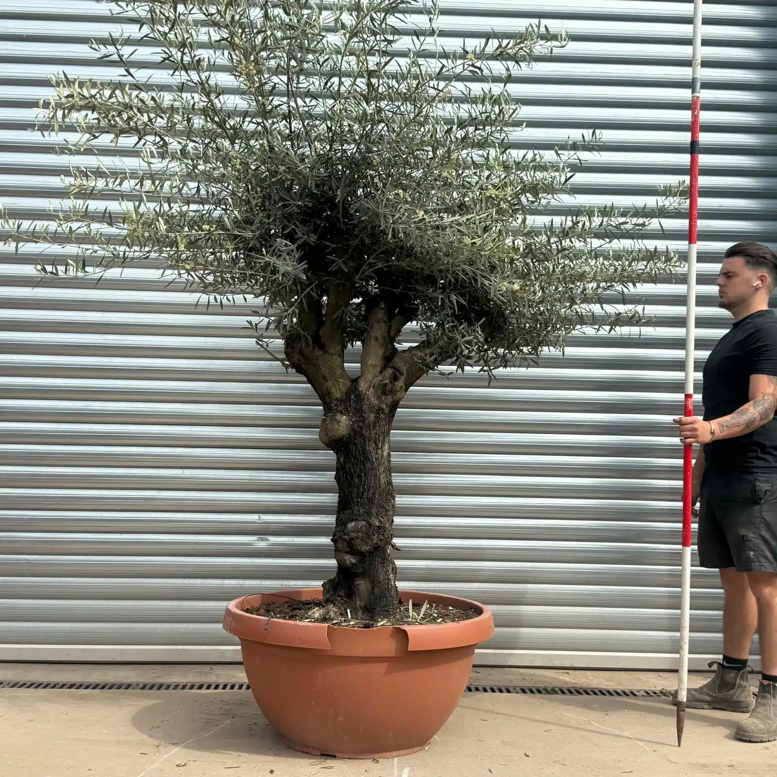 Olive Trees | Gnarly Branched Olive Trees | 22284