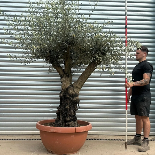 Olive Trees | Gnarly Branched Olive Trees | 22285