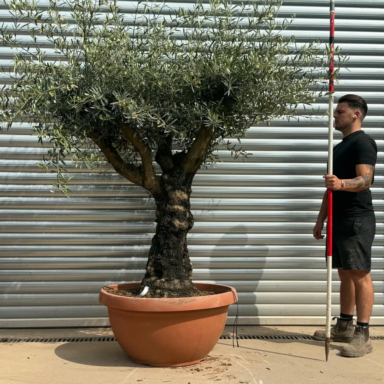 Olive Trees | Gnarly Branched Olive Trees | 22286