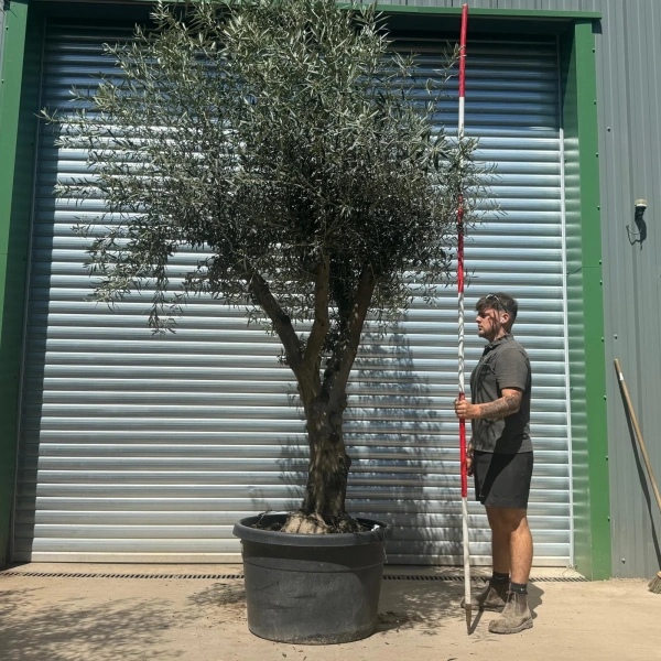 Homepage 1 Olive Trees | Gnarly Olive Trees | 22287