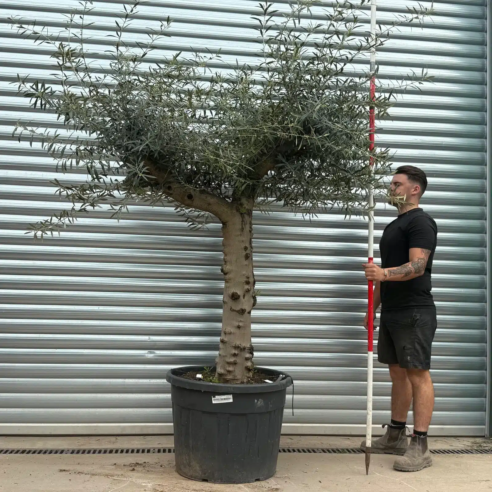 Olive Trees | Gnarly Olive Trees | 22289