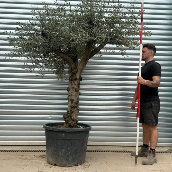 Olive Trees | Gnarly Branched Olive Trees | 22291
