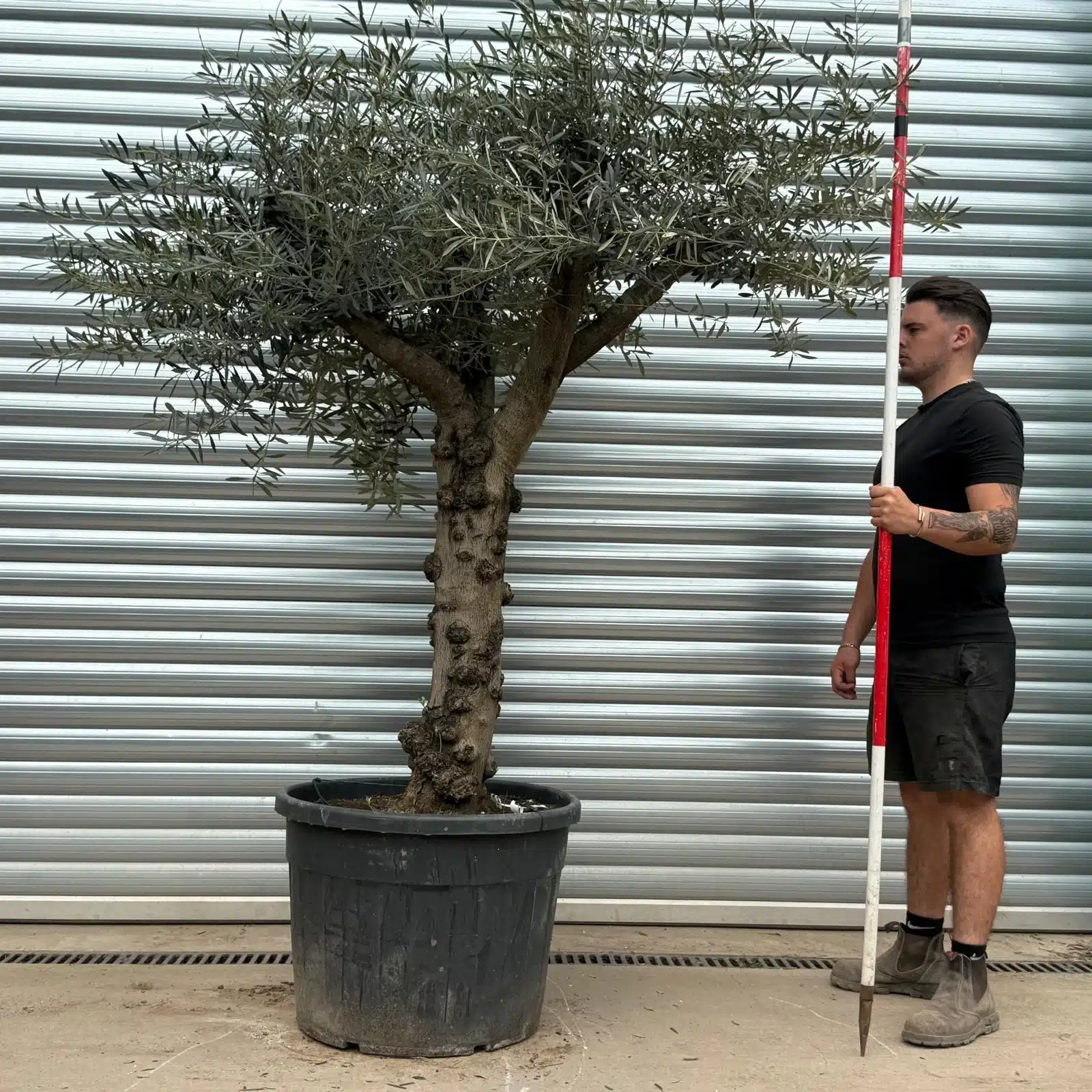 Olive Trees | Gnarly Branched Olive Trees | 22291