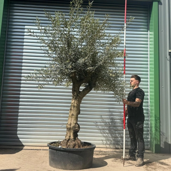 Olive Trees | Gnarly Branched Olive Trees | 22671