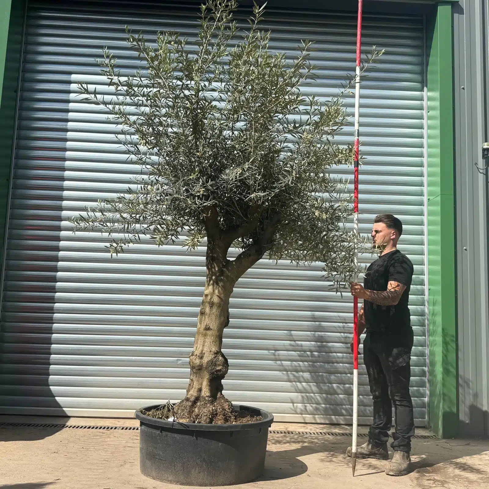 Olive Trees | Gnarly Branched Olive Trees | 22671