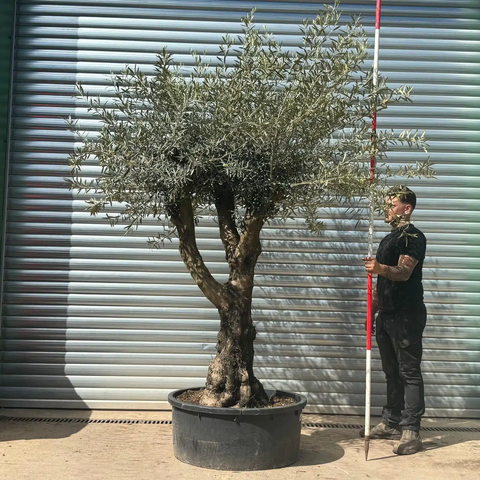 Olive Trees | Gnarly Branched Olive Trees | 22672