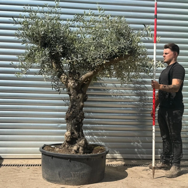 Olive Trees | Gnarly Branched Olive Trees | 22673