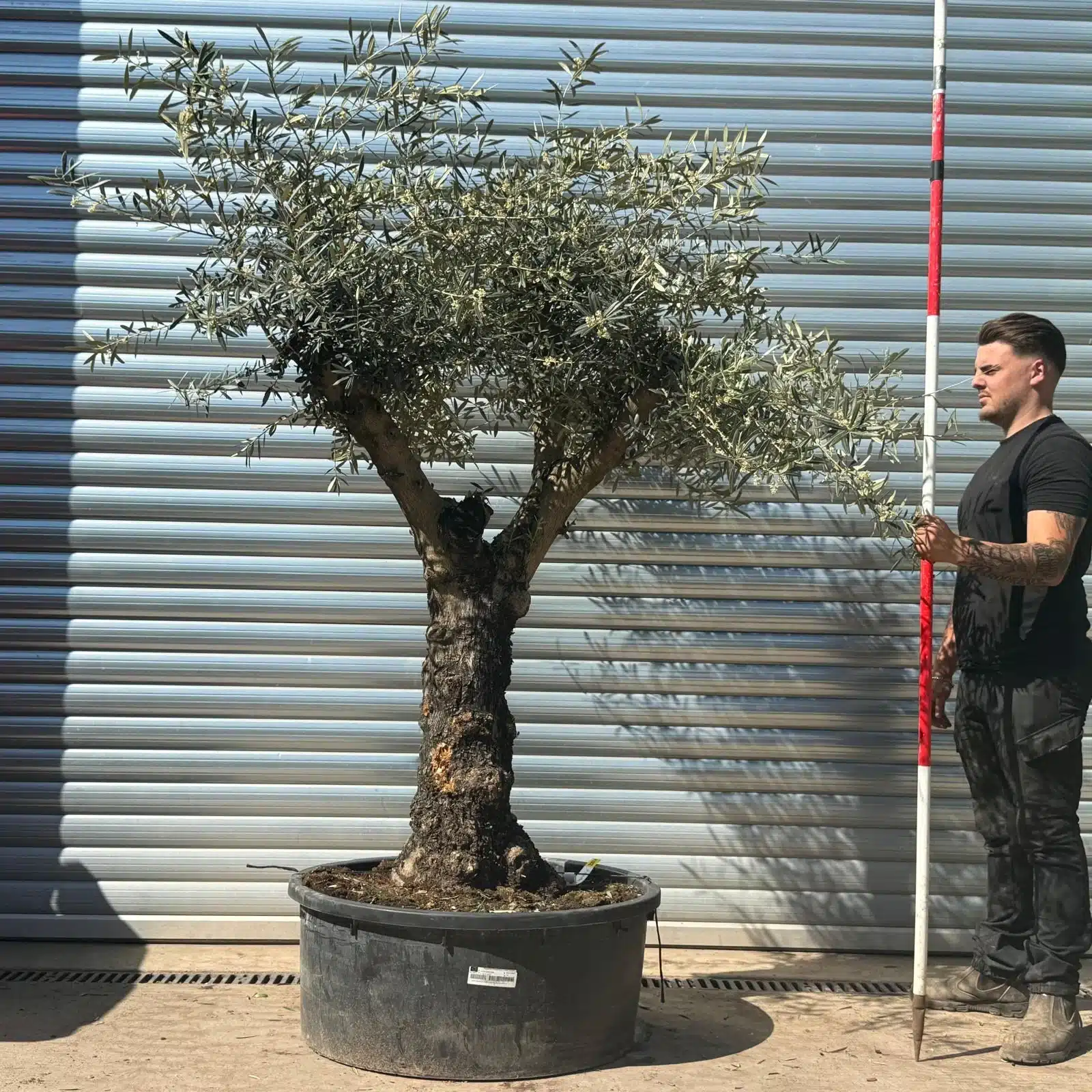 Olive Trees | Gnarly Branched Olive Trees | 22674