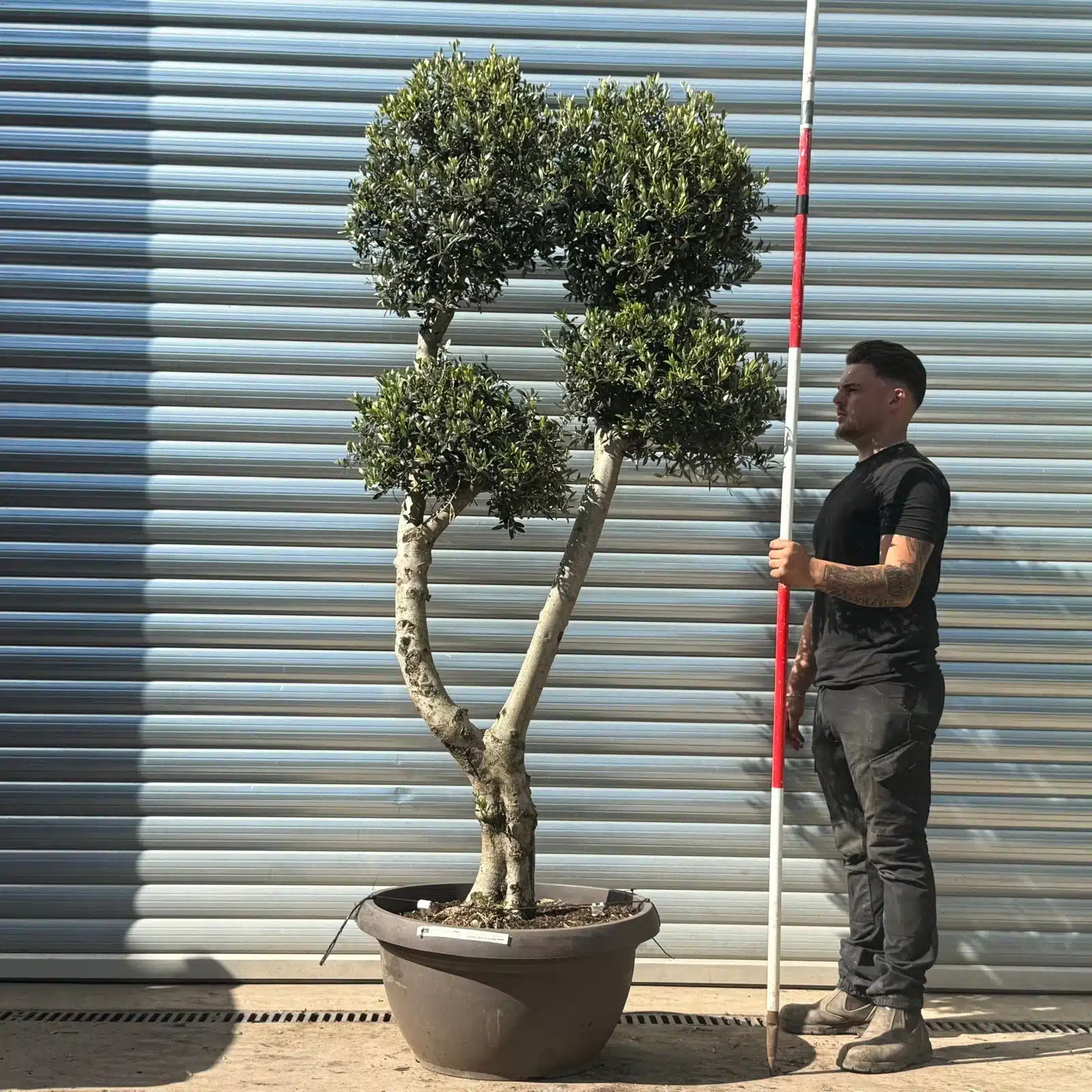 Olive Trees | Cloud Olive Trees | 22679 1 Olive Trees | Cloud Olive Trees | 22679