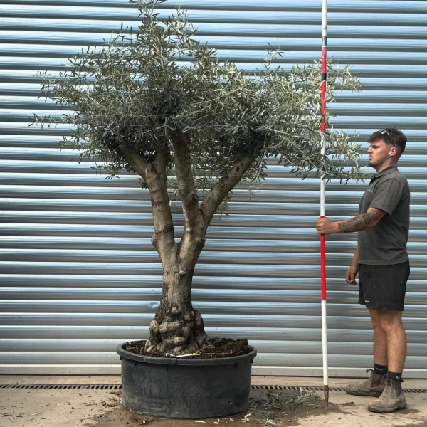 Homepage 3 Olive Trees | Gnarly Olive Trees | 22683