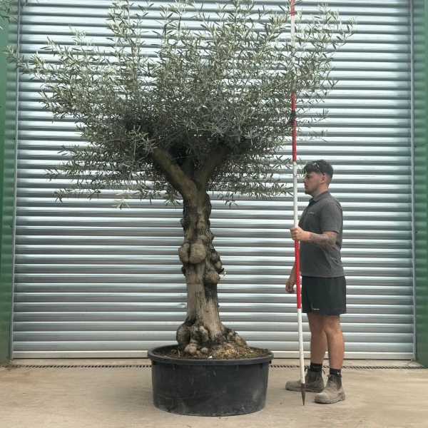 Homepage 4 Olive Trees | Gnarly Olive Trees | 22684