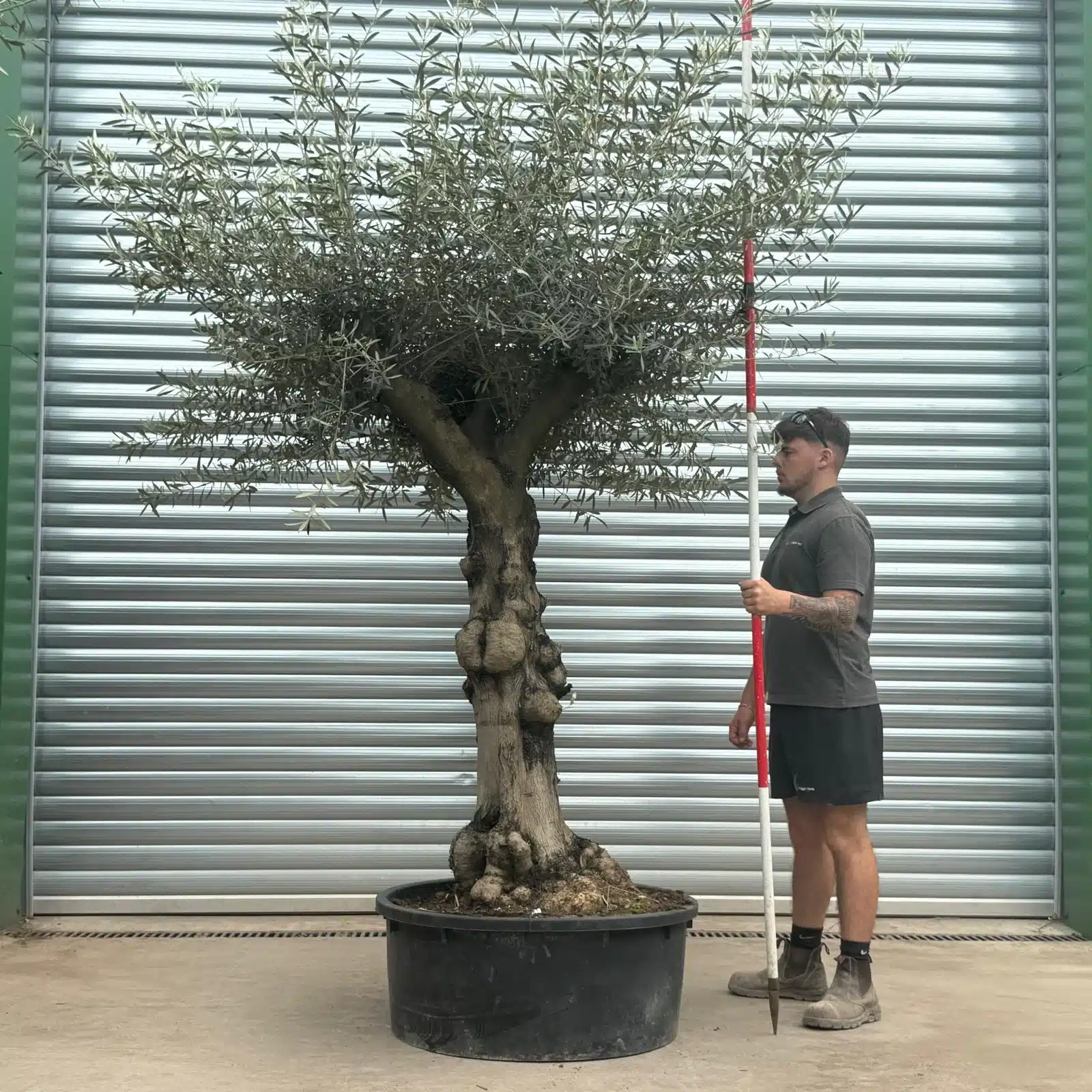 Olive Trees | Gnarly Olive Trees | 22684 1 Olive Trees | Gnarly Olive Trees | 22684