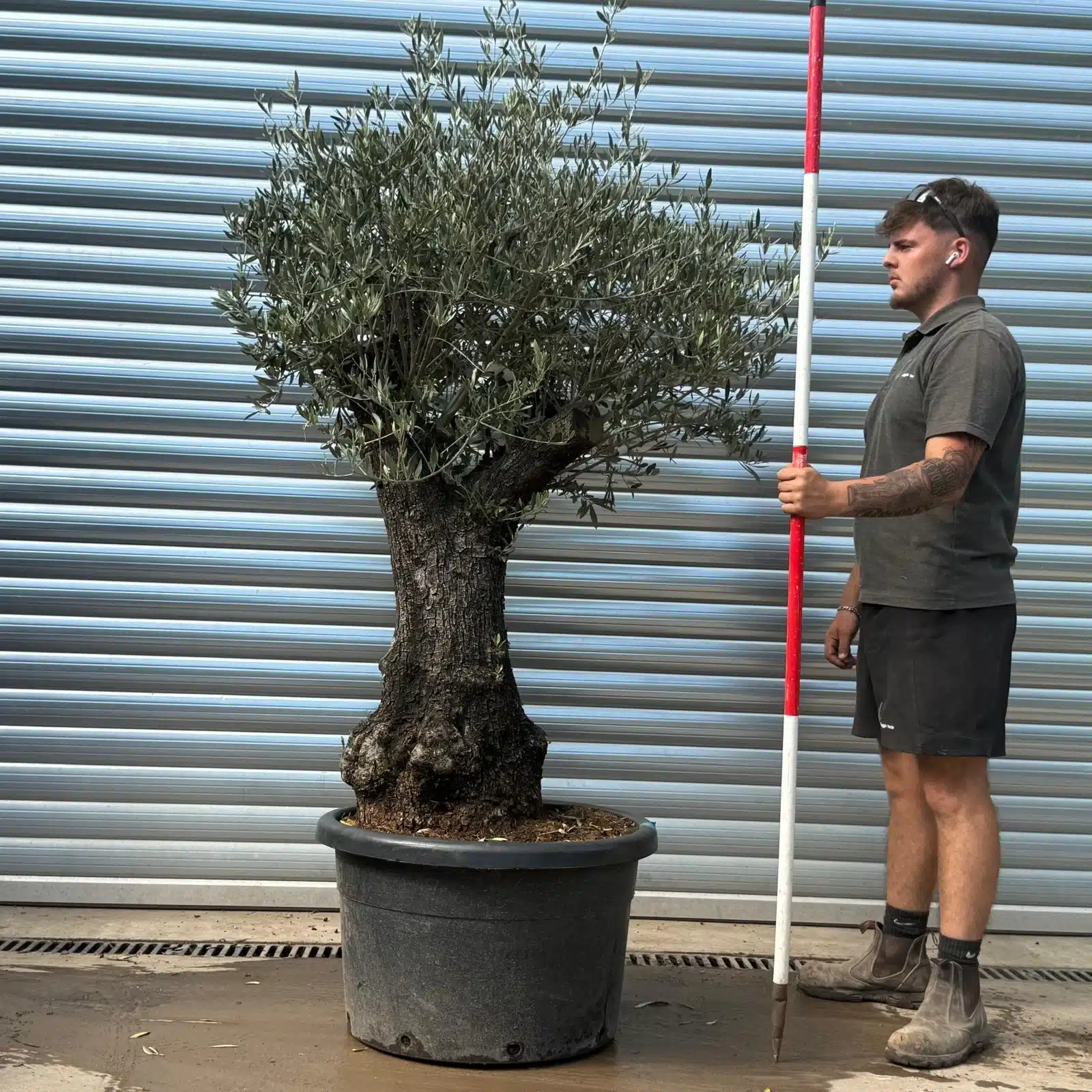 Olive Trees | Gnarly Olive Trees | 22685 1 Olive Trees | Gnarly Olive Trees | 22685