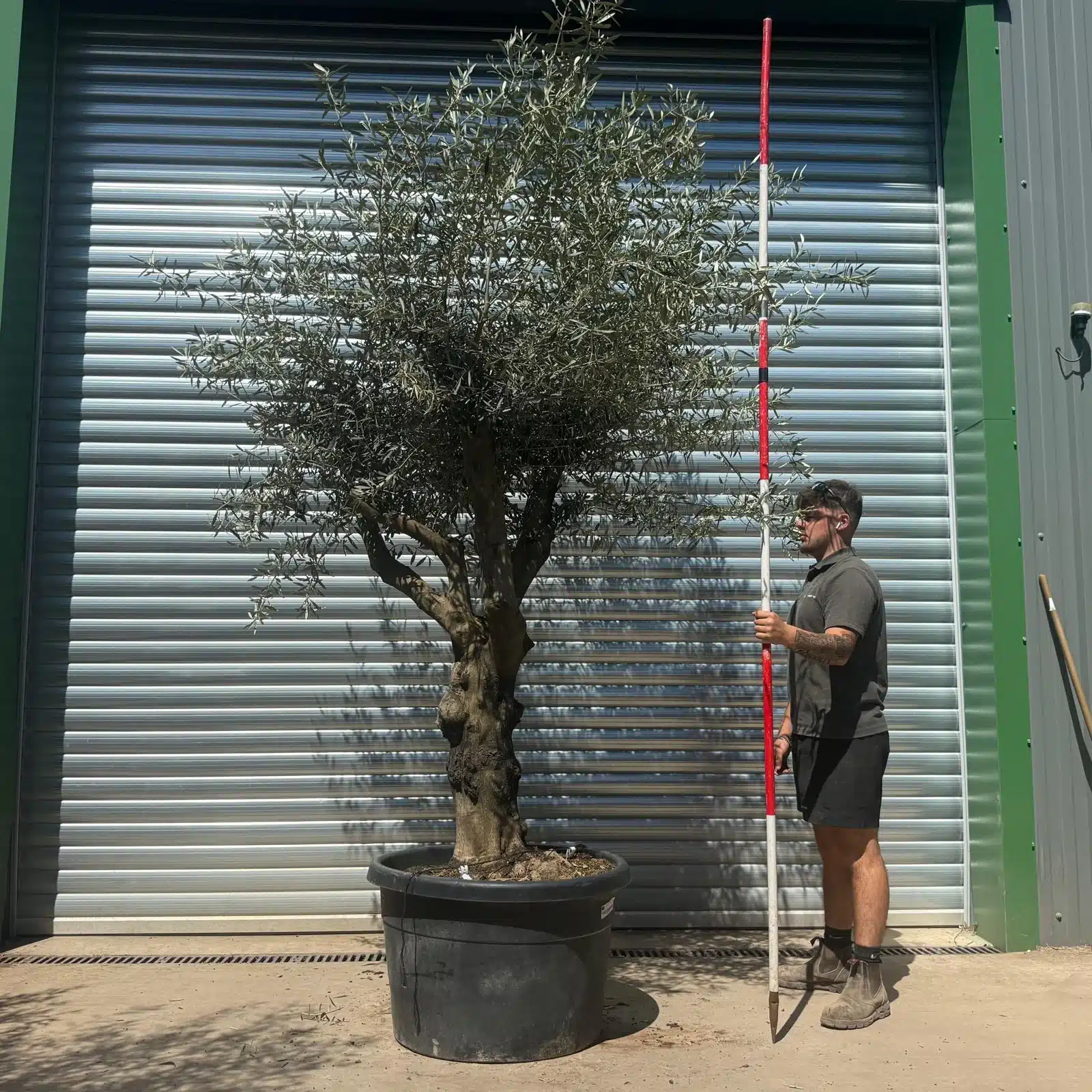 Olive Trees | Gnarly Olive Trees | 22686