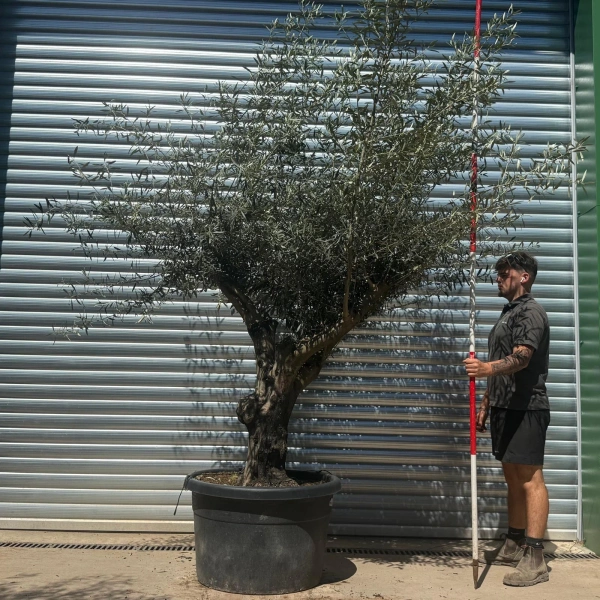 Homepage 7 Olive Trees | Gnarly Olive Trees | 22688