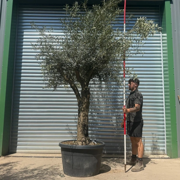 Homepage 8 Olive Trees | Gnarly Olive Trees | 22689